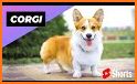 Corgi related image