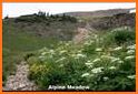 Colorado Rocky Mtn Wildflowers related image