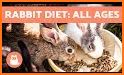 My Rabbit Feeding Guide related image