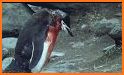 Penguin Survival related image