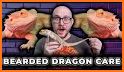 Bearded Dragon related image