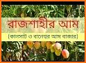 Rajshahi Mango ।। রাজশাহীর আম related image