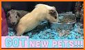 My Guinea Pigs related image