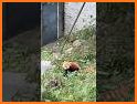 Rocky Red Panda's Professions Puzzle related image