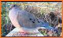 Mourning Dove Coo Call Sound related image