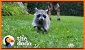 Raccoon rescue related image