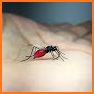 Mosquito Fly related image