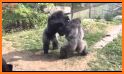 Gorilla Fighting Action Game related image