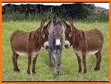 Donkey Sounds related image