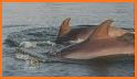 Chesapeake Dolphin Watch related image