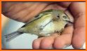 Save The Bird related image