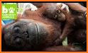 Orangutan Rescue Free related image