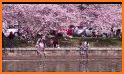 Cherry Blossom Festival related image