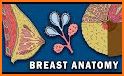 Breast Anatomy related image