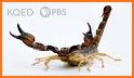 Guess Scorpion Animal Pic related image