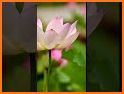 Pink Lotus Launcher Theme related image