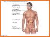 Anatomy Online Quiz: Endocrine System related image