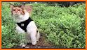 Explorer cat related image