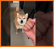 Shiba Runner related image