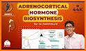 Corticosteroid Conversion: Corticoid & Steroids related image