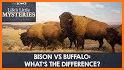 Buffalo related image