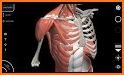 Muscular System 3D (anatomy) related image