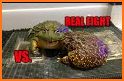 Frog Fighting Amazing related image