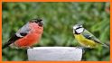 Birds sounds, ringtones birds related image