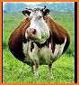 Cow Sounds related image