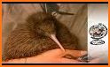 Kiwi Bird Rescue related image