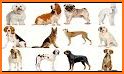 What dog breed are you? Test related image