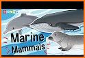 Ivy Marine Animals related image