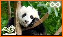 Panda Sleep related image