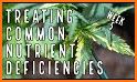 GrowCush - Cannabis deficiency detection related image