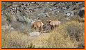 Anza-Borrego Desert Hiking related image