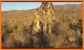 Coyote hunting calls Pro: coyote, fox, wolf sounds related image