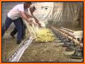 USA Poultry Farming: Chicken and Duck Breeding related image