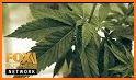 CBD News: The latest news from the CBD industry. related image