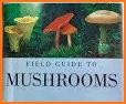 Book of Mushrooms related image