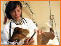 Pet Vet Huntley related image