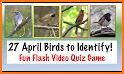 Bird Guide + Quiz Game related image