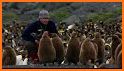 King penguin related image