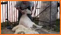 Shearing related image