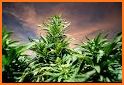 Cannabis Strains Database related image