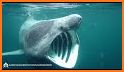 Basking Shark related image