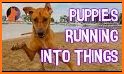 Fun puppy run related image