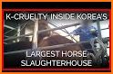 Slaughter Horse related image