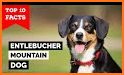 Appenzeller Dog related image