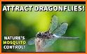 DragonFly related image