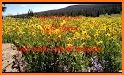 Zion Park Wildflowers related image